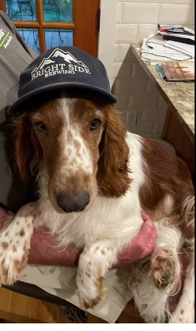 Pup at a brewery