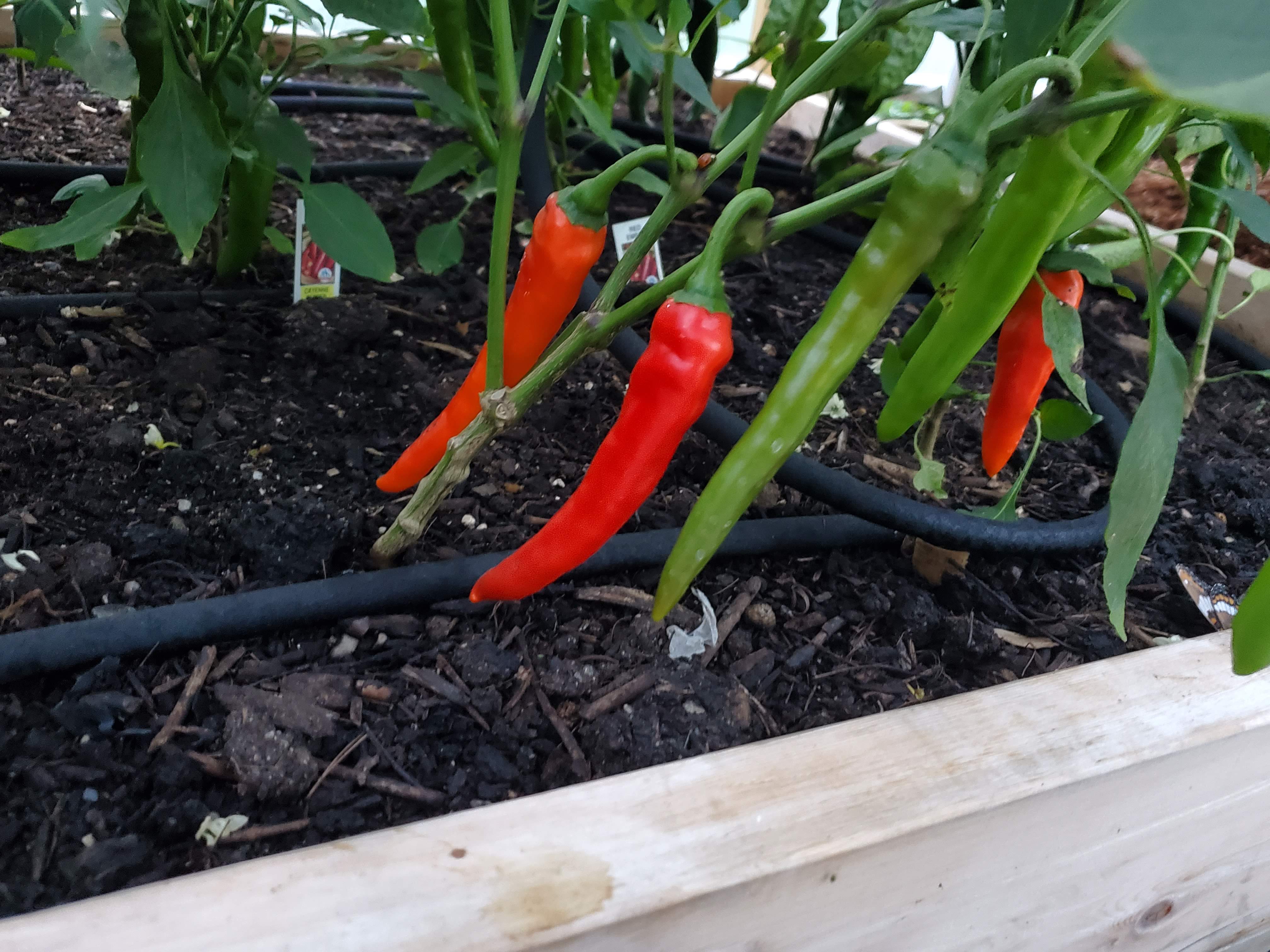 Large sweet and hot pepper plants growing in a garden