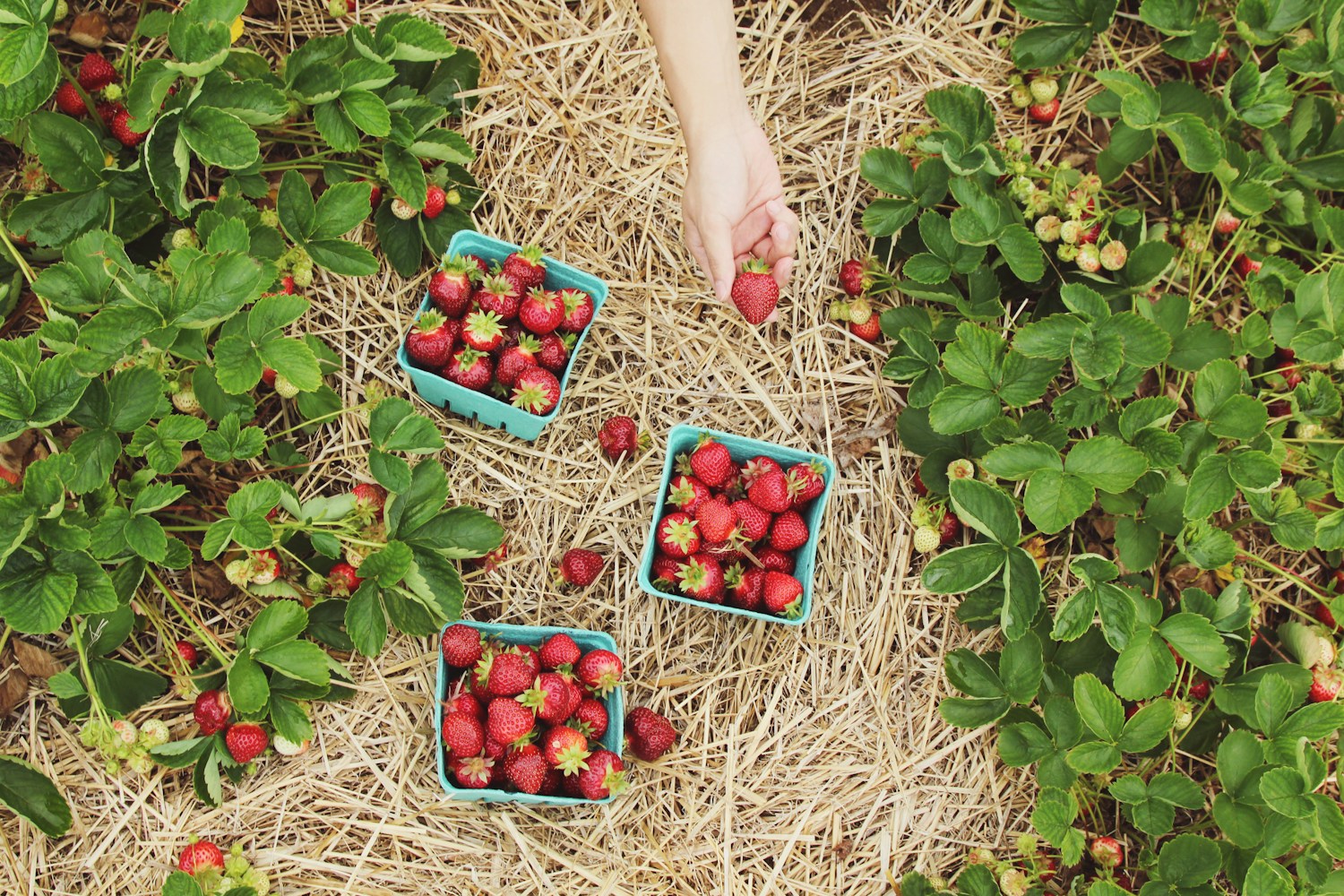 Farm stand demo
